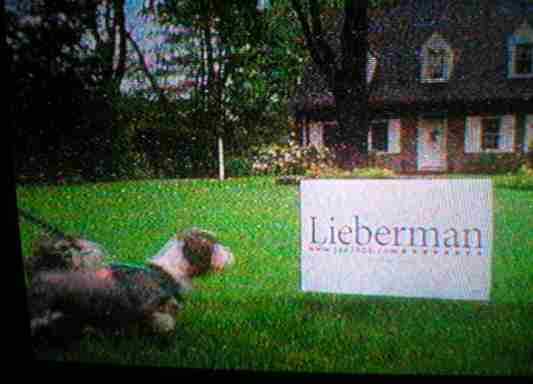 Joe Lieberman SAYS he hates cats, so why was he spotted buying CAT FOOD?