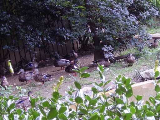 too many ducks.